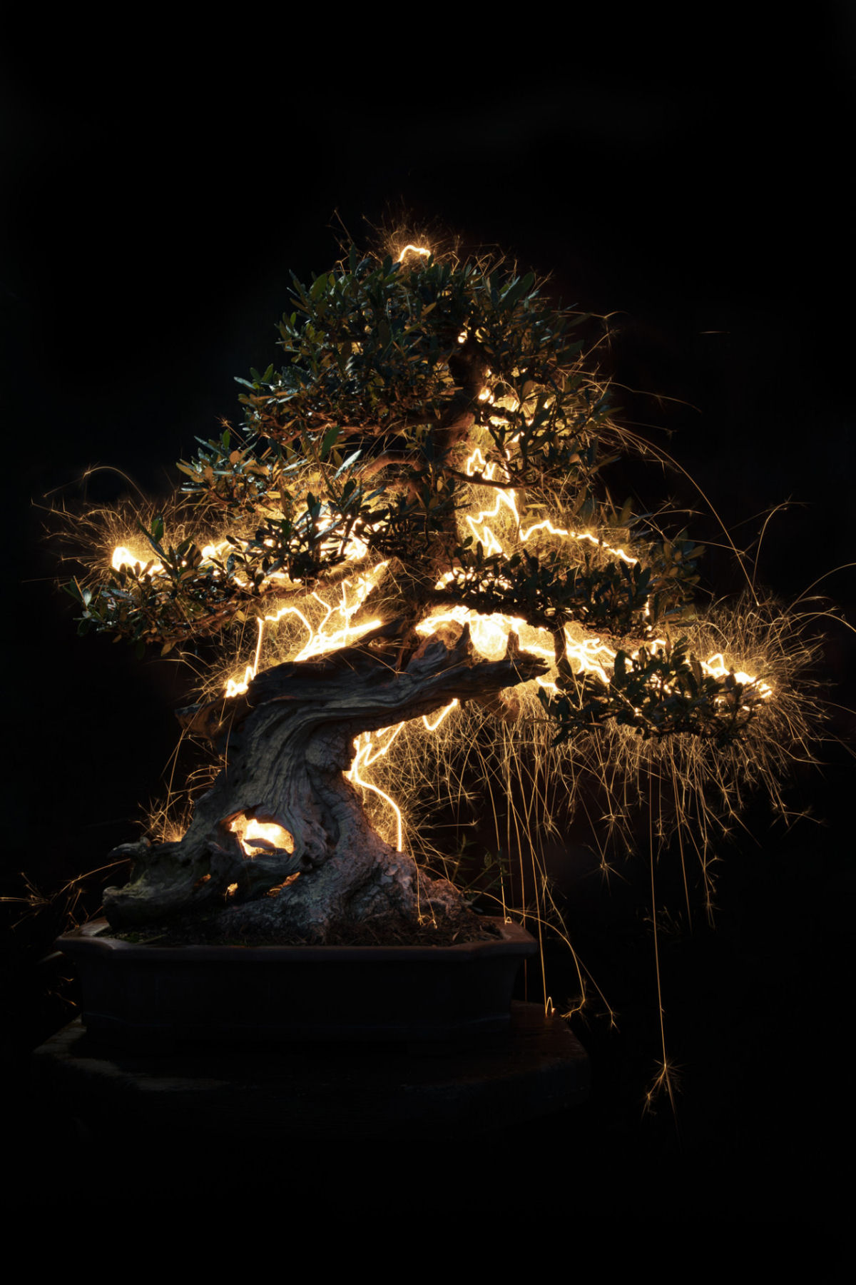 Rastros de luz iluminam bonsais esculturais em fotos de longa exposio 05