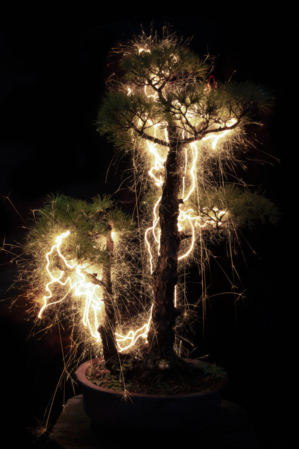 Rastros de luz iluminam bonsais esculturais em fotos de longa exposio 06