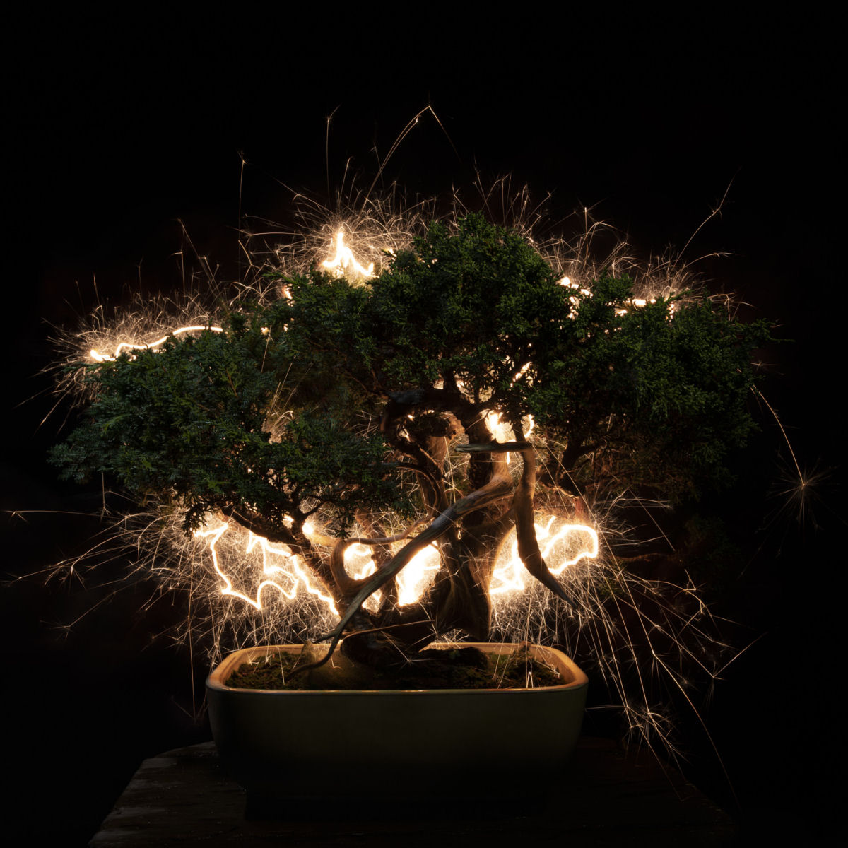 Rastros de luz iluminam bonsais esculturais em fotos de longa exposio 07