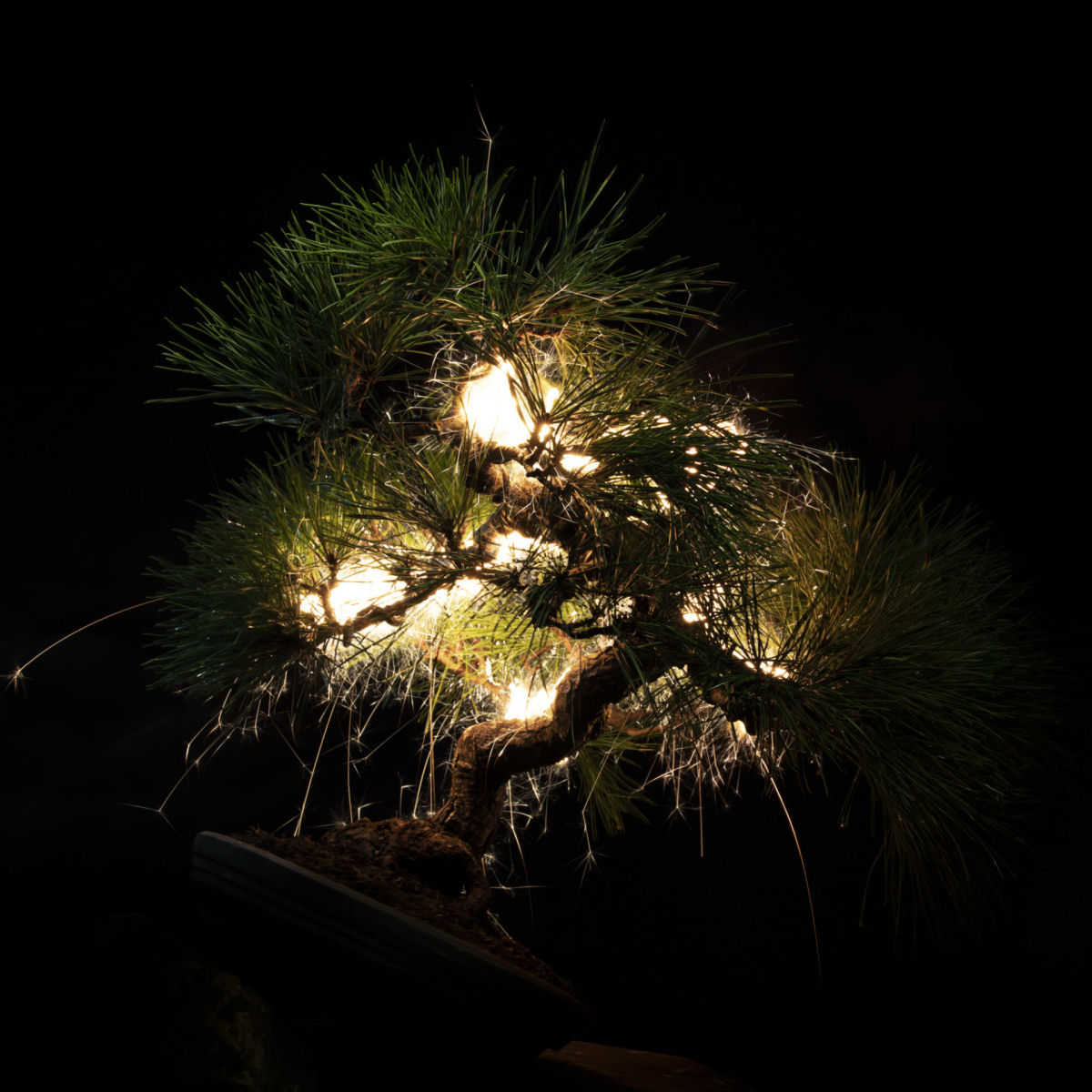 Rastros de luz iluminam bonsais esculturais em fotos de longa exposio 08