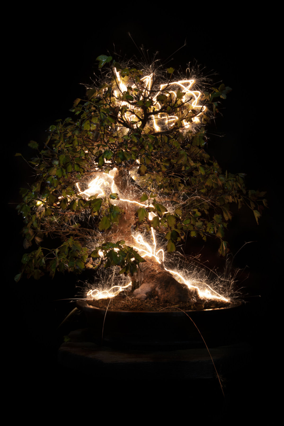 Rastros de luz iluminam bonsais esculturais em fotos de longa exposio 09