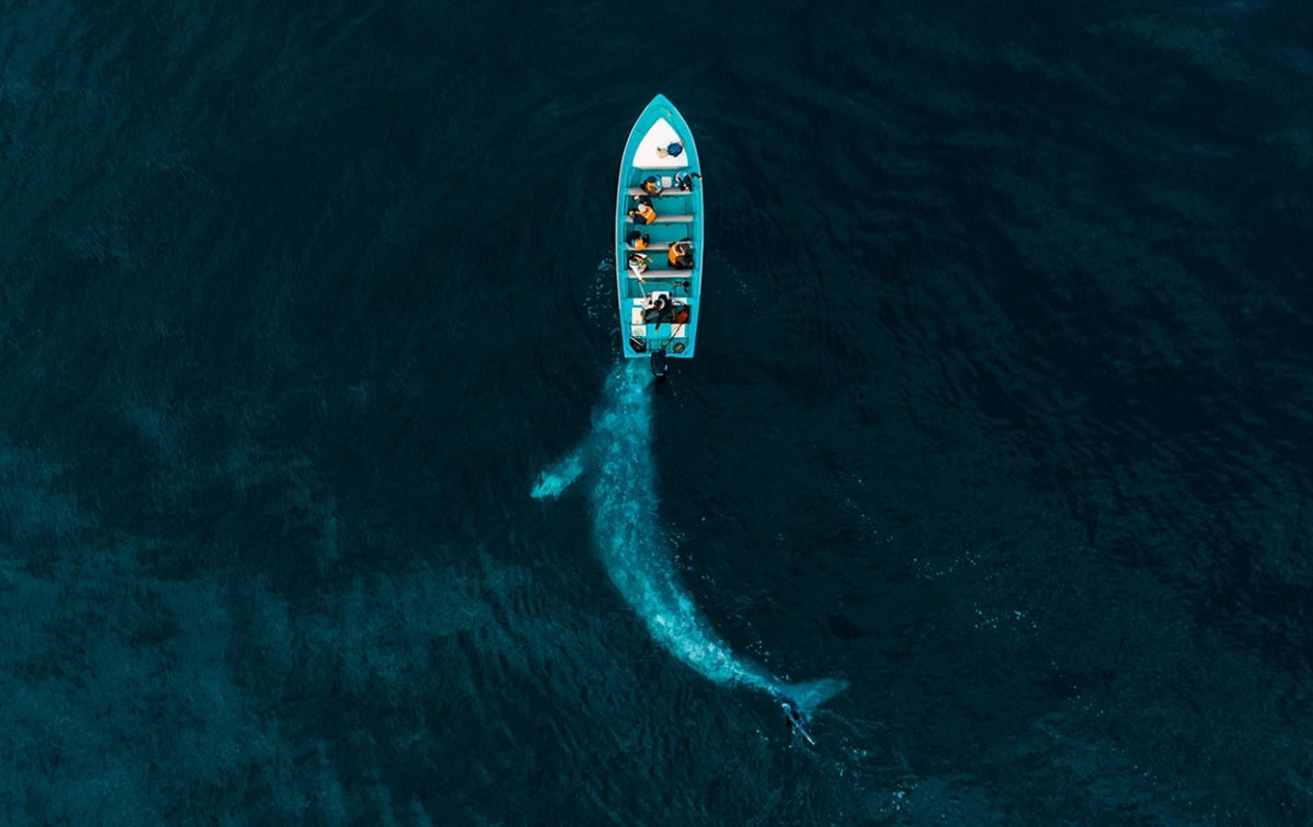 Tubarão nadando em um coração de salmões é a melhor foto com drone de 2020 02