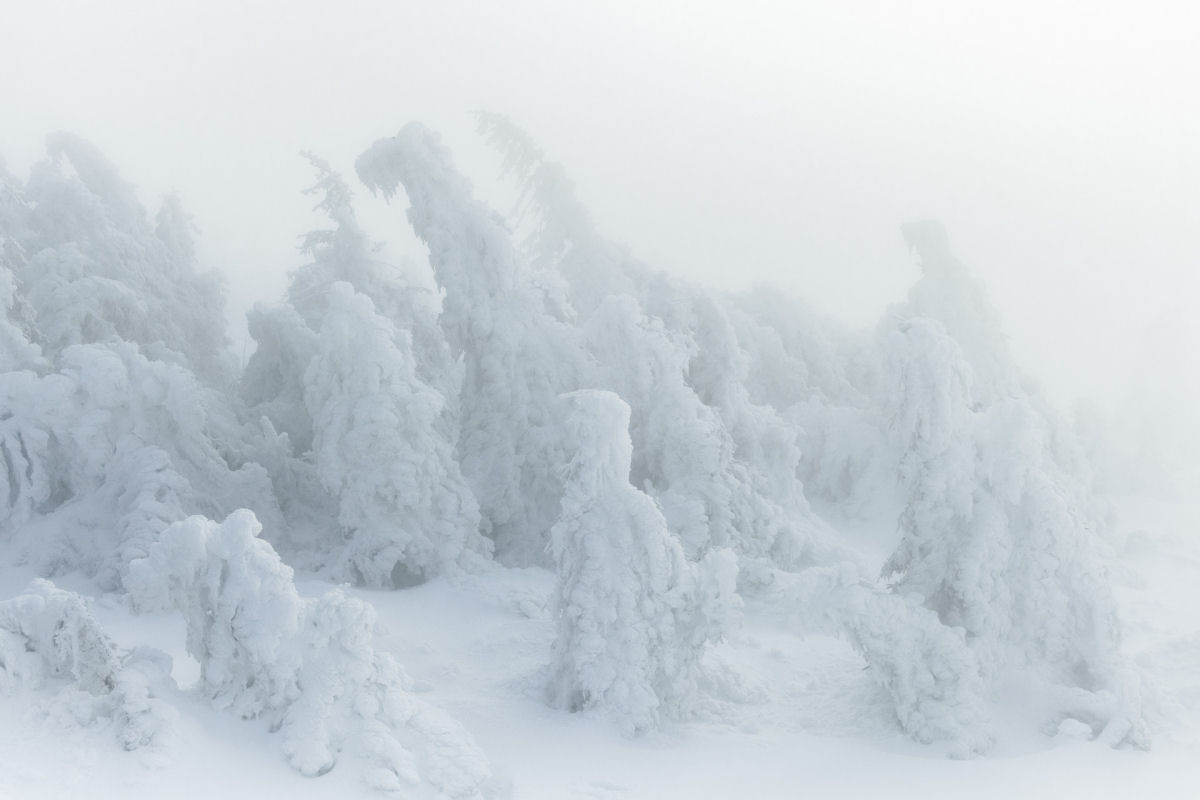 Formaes de gelo dramticas imitam criaturas sobrenaturais nas montanhas de Harz 05