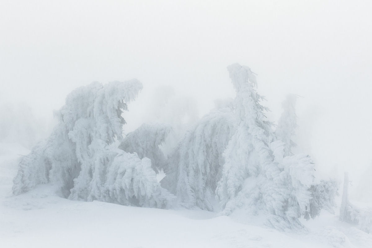 Formaes de gelo dramticas imitam criaturas sobrenaturais nas montanhas de Harz 06