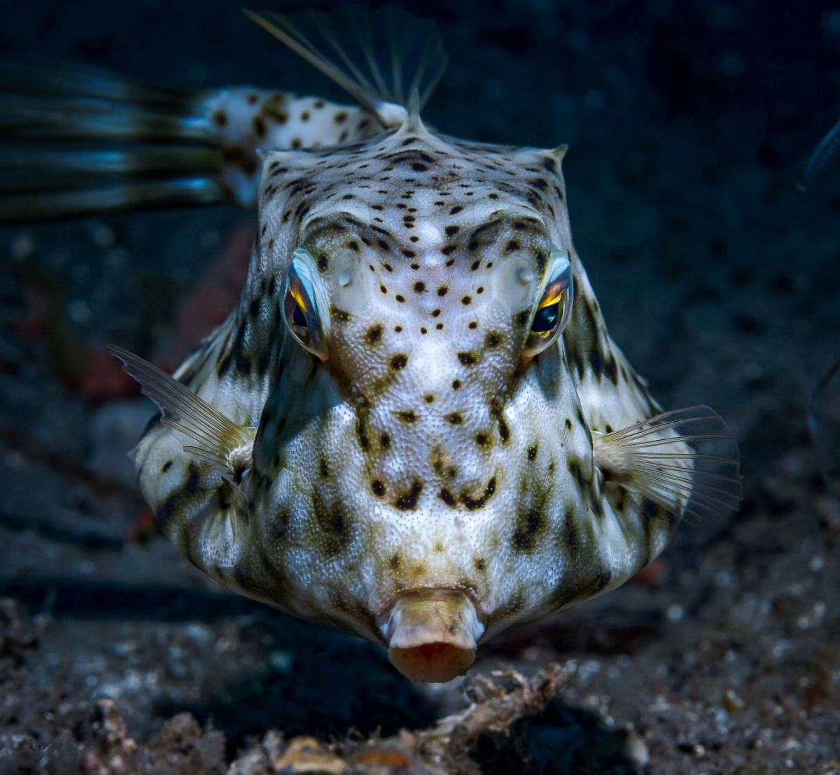 Fotógrafo registra espécies marinhas em vibrantes retratos subaquáticos 01