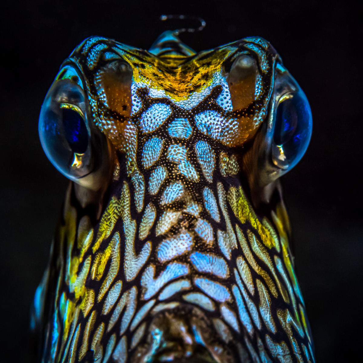 Fotógrafo registra espécies marinhas em vibrantes retratos subaquáticos 02