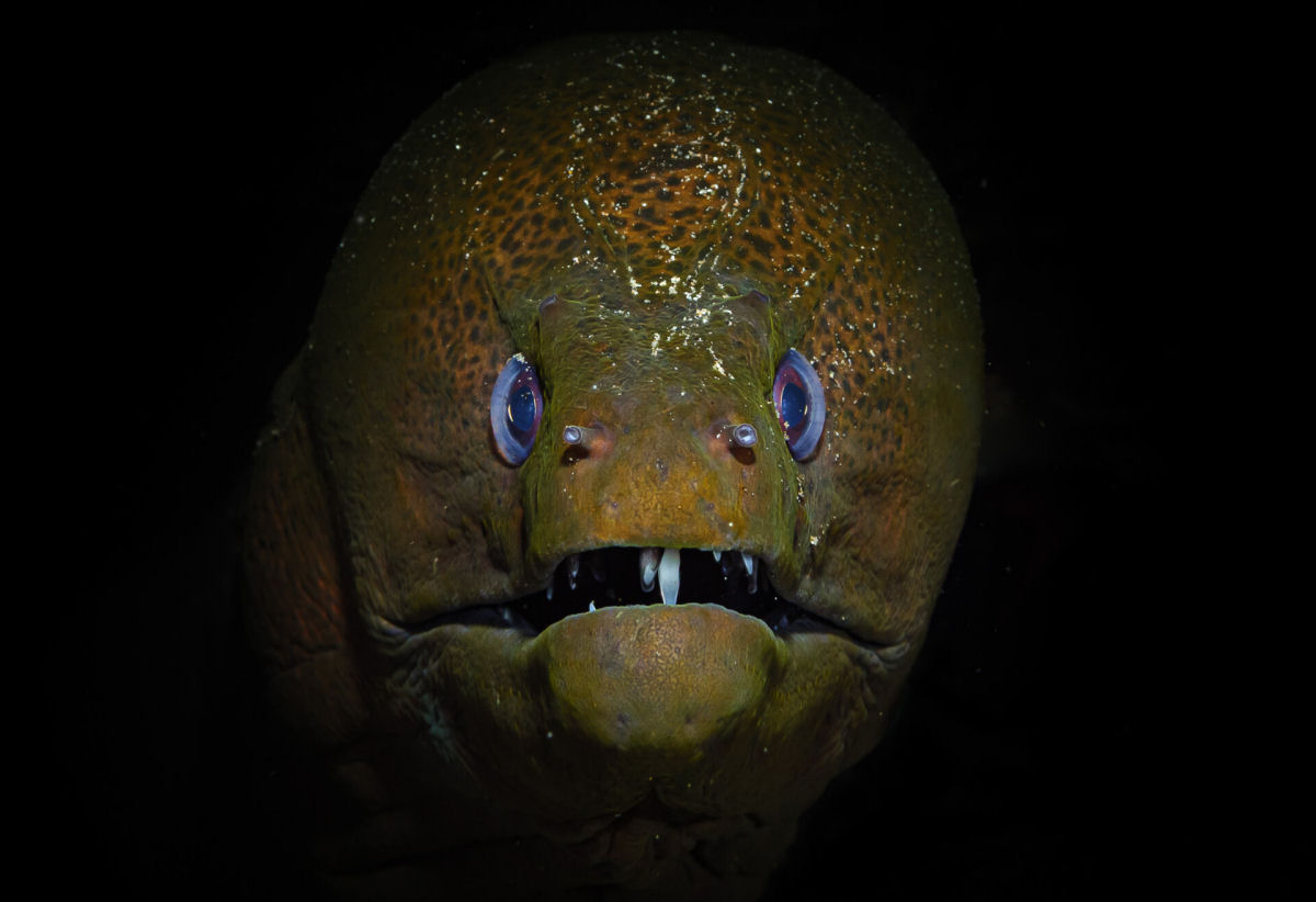Fotógrafo registra espécies marinhas em vibrantes retratos subaquáticos 03