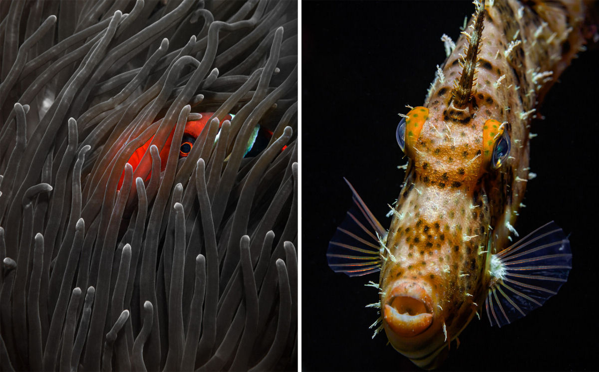 Fotógrafo registra espécies marinhas em vibrantes retratos subaquáticos 05