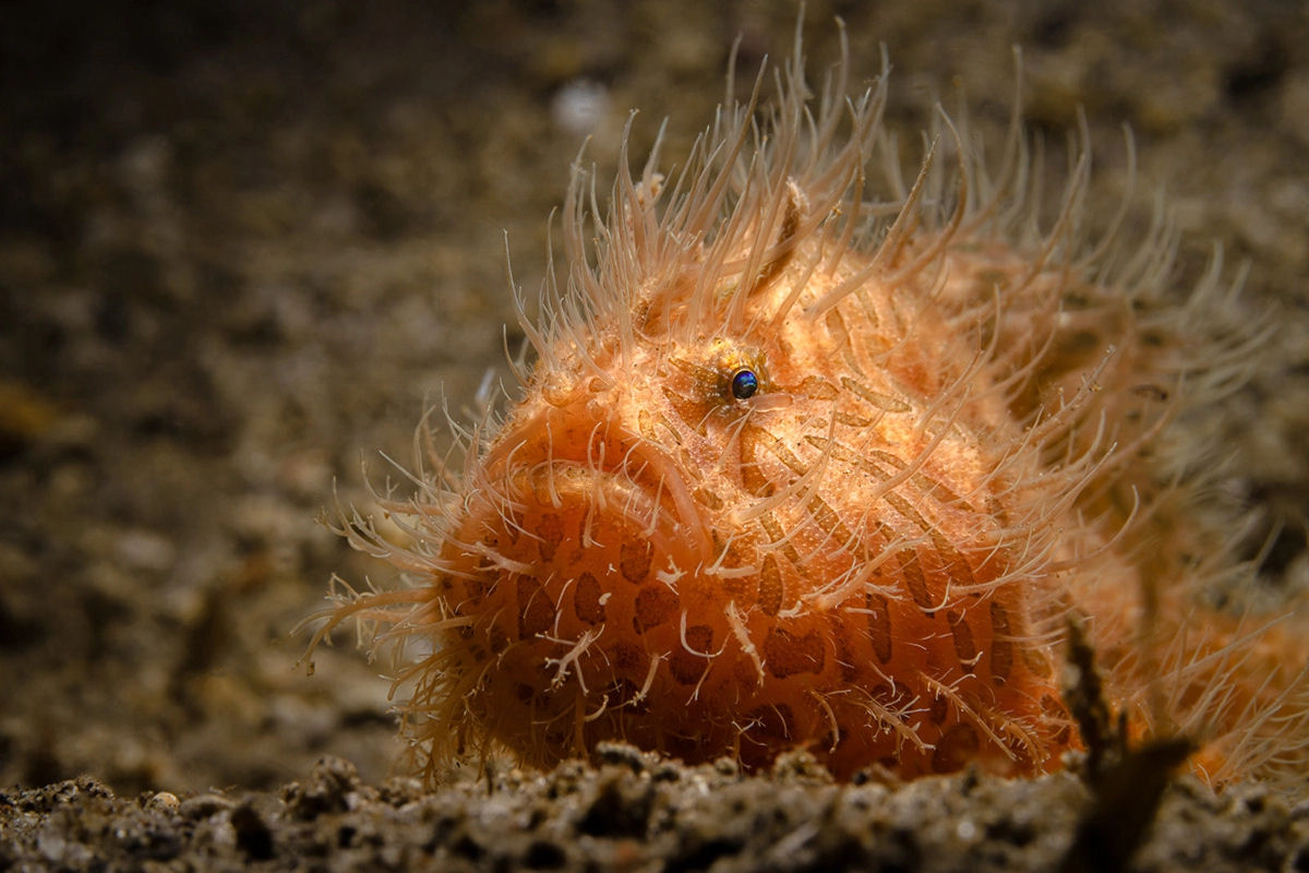 Fotógrafo registra espécies marinhas em vibrantes retratos subaquáticos 06
