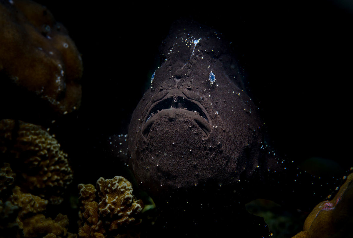 Fotógrafo registra espécies marinhas em vibrantes retratos subaquáticos 07