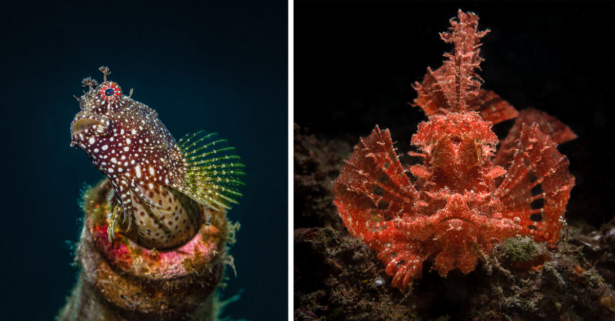 Fotógrafo registra espécies marinhas em vibrantes retratos subaquáticos 08