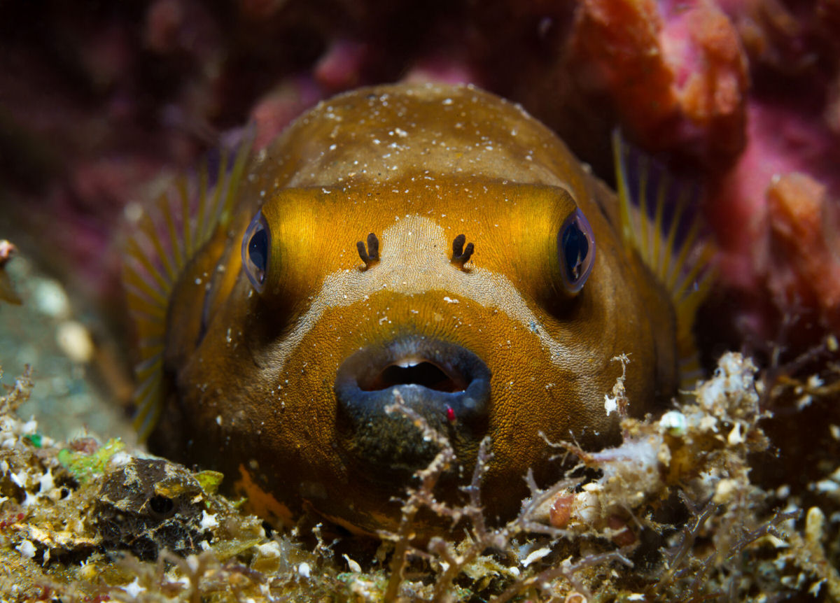 Fotógrafo registra espécies marinhas em vibrantes retratos subaquáticos 11