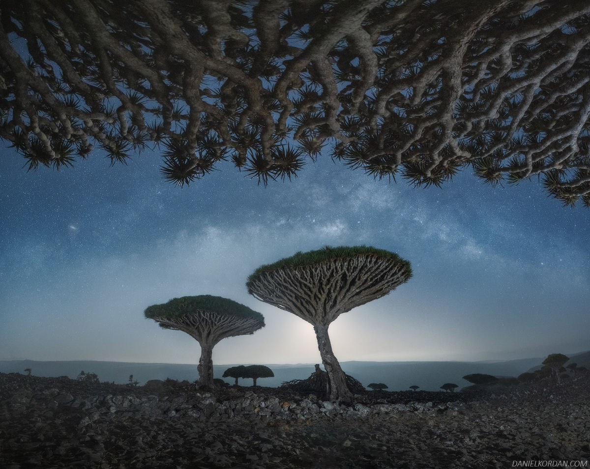 Fotosérie incrível registra os ramos retorcidos dos dragoeiros de Socotra 01
