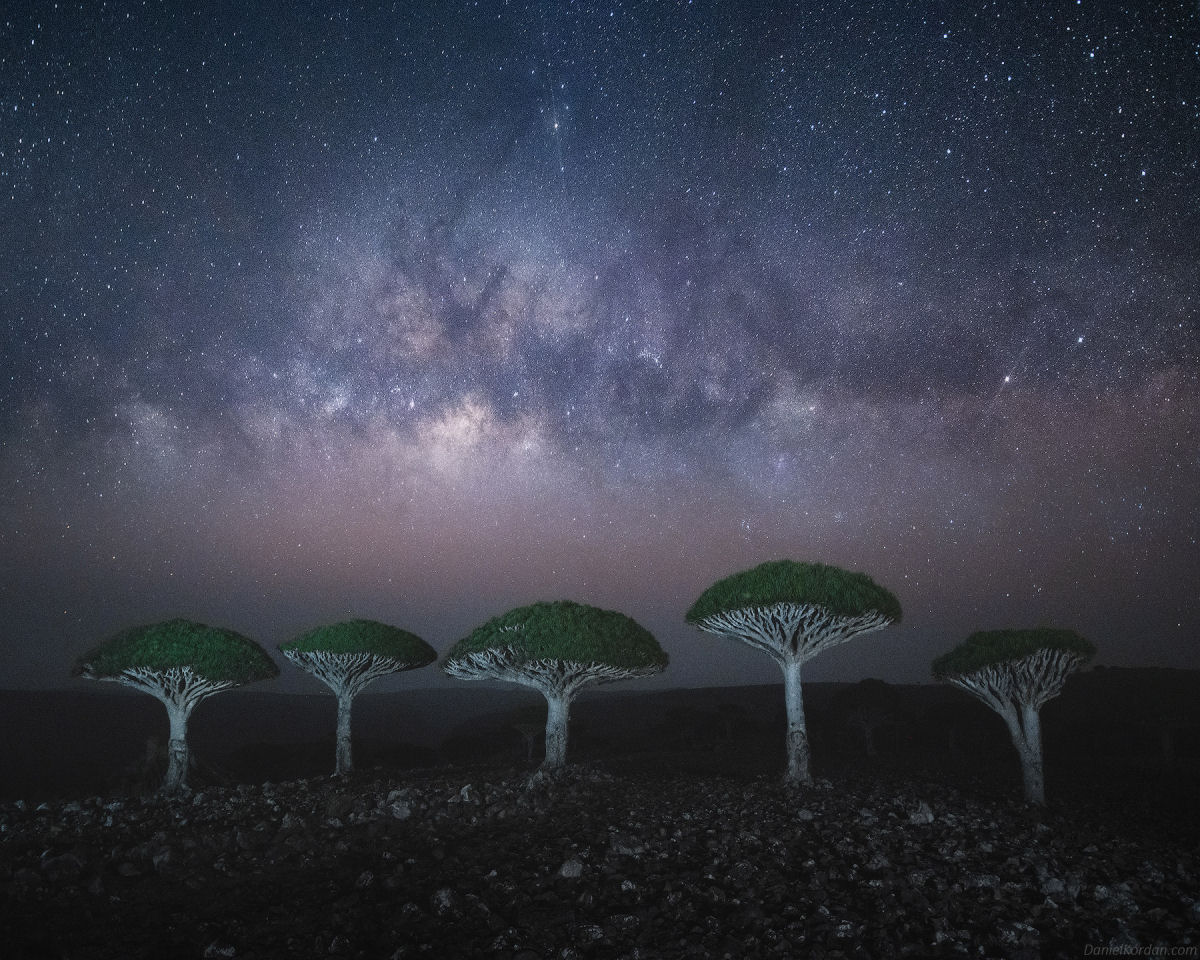 Fotosérie incrível registra os ramos retorcidos dos dragoeiros de Socotra 02
