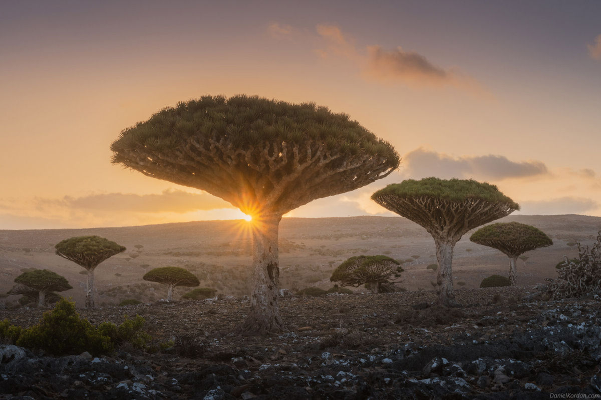 Fotosérie incrível registra os ramos retorcidos dos dragoeiros de Socotra 03
