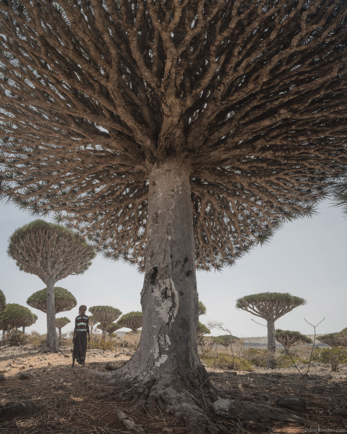 Fotosérie incrível registra os ramos retorcidos dos dragoeiros de Socotra 04