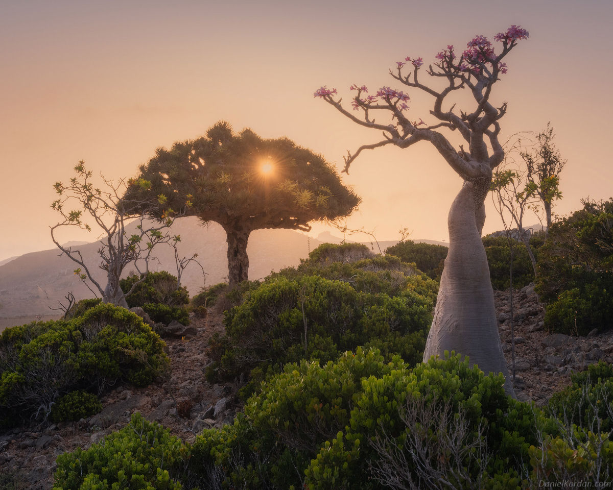 Fotosérie incrível registra os ramos retorcidos dos dragoeiros de Socotra 05