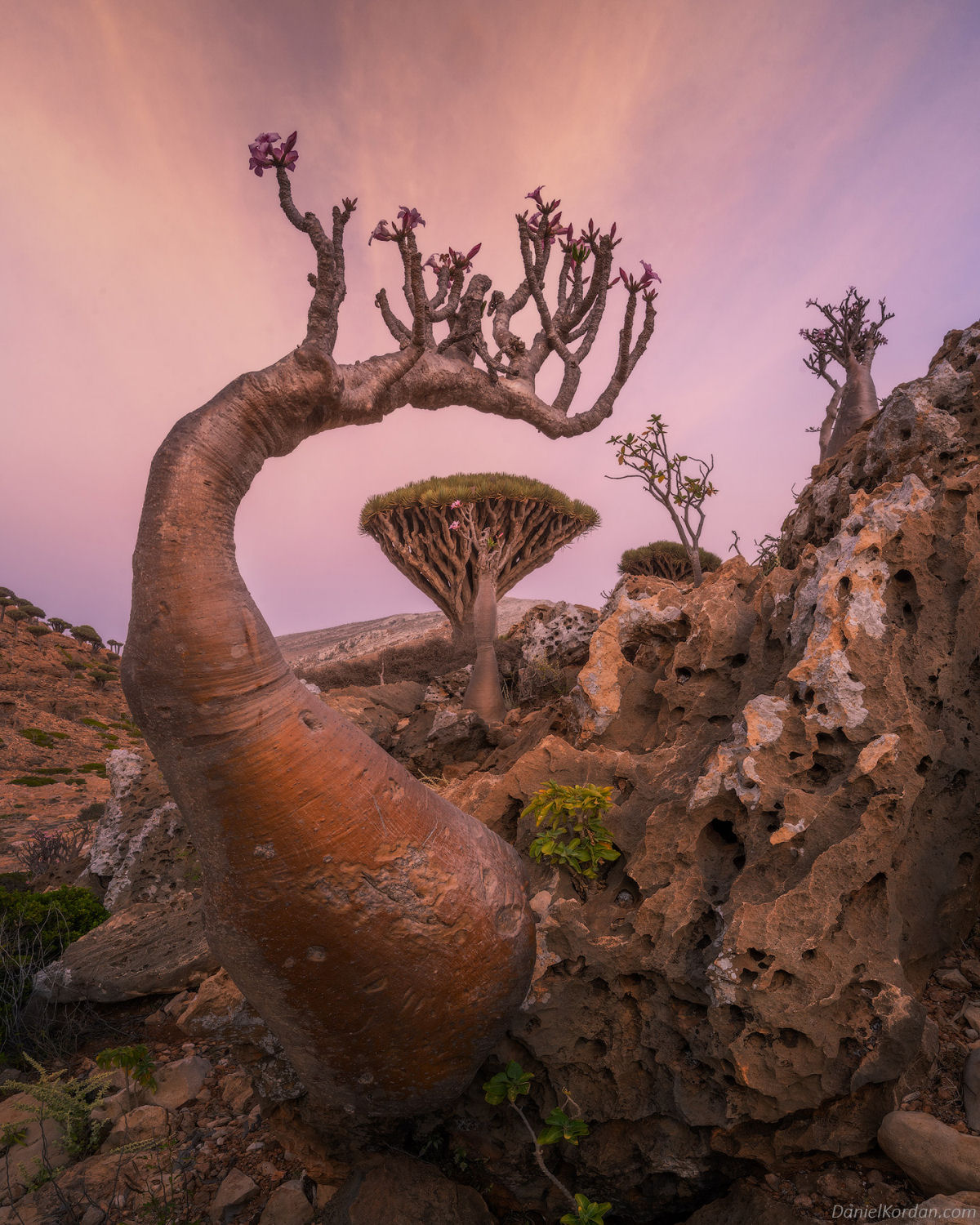 Fotosérie incrível registra os ramos retorcidos dos dragoeiros de Socotra 06