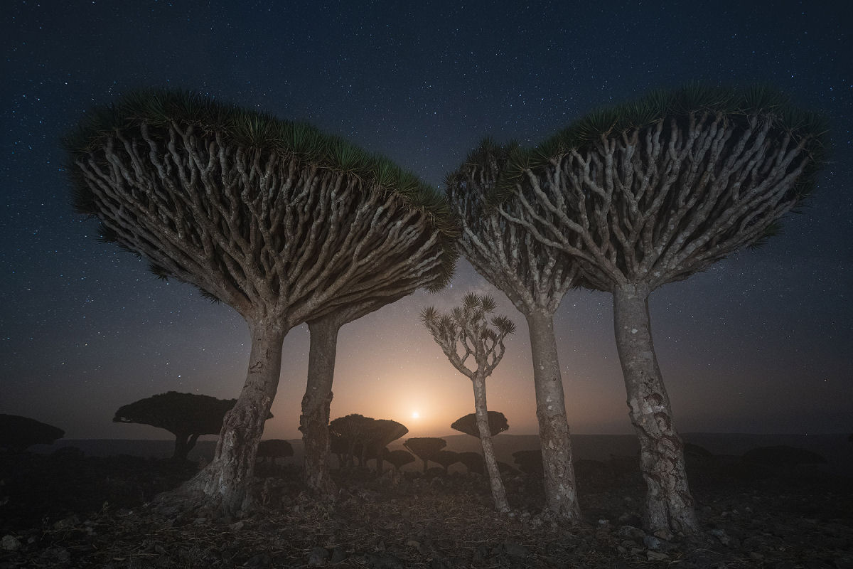 Fotosérie incrível registra os ramos retorcidos dos dragoeiros de Socotra 07