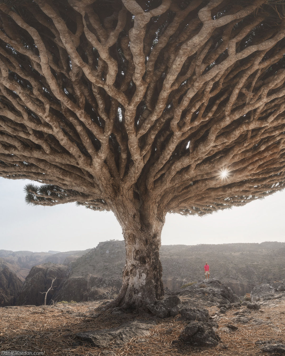 Fotosérie incrível registra os ramos retorcidos dos dragoeiros de Socotra 08