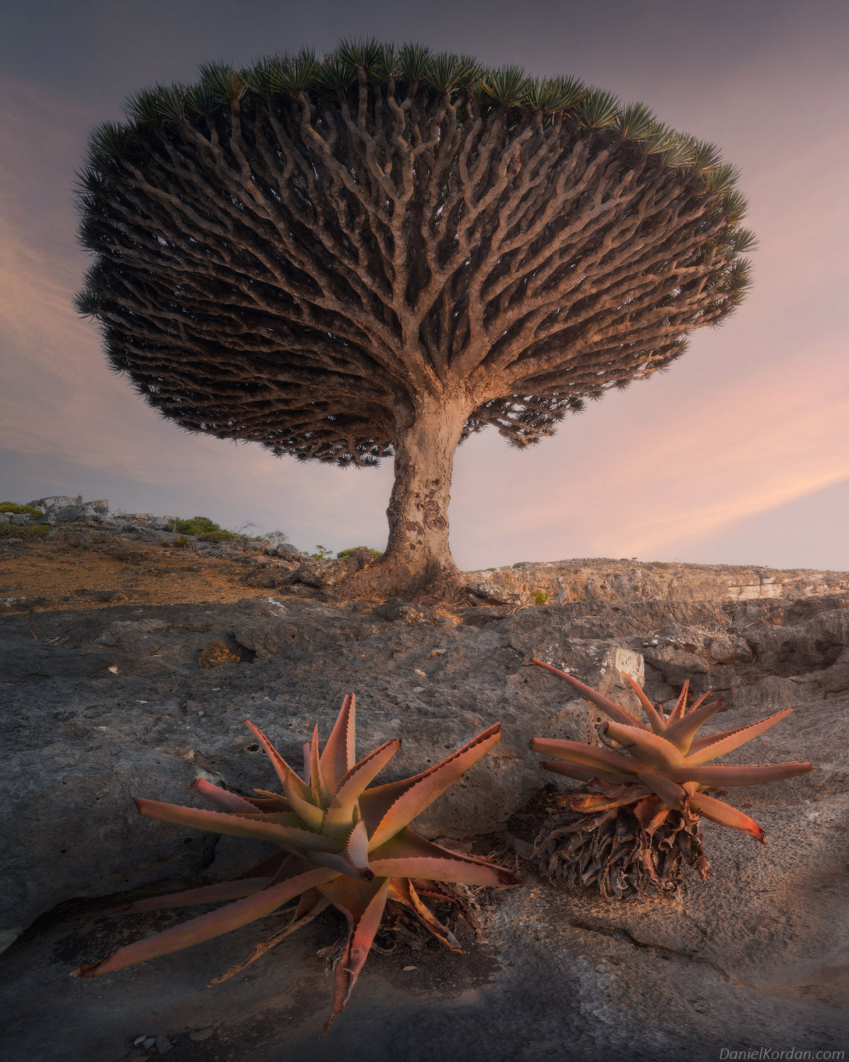 Fotosérie incrível registra os ramos retorcidos dos dragoeiros de Socotra 10
