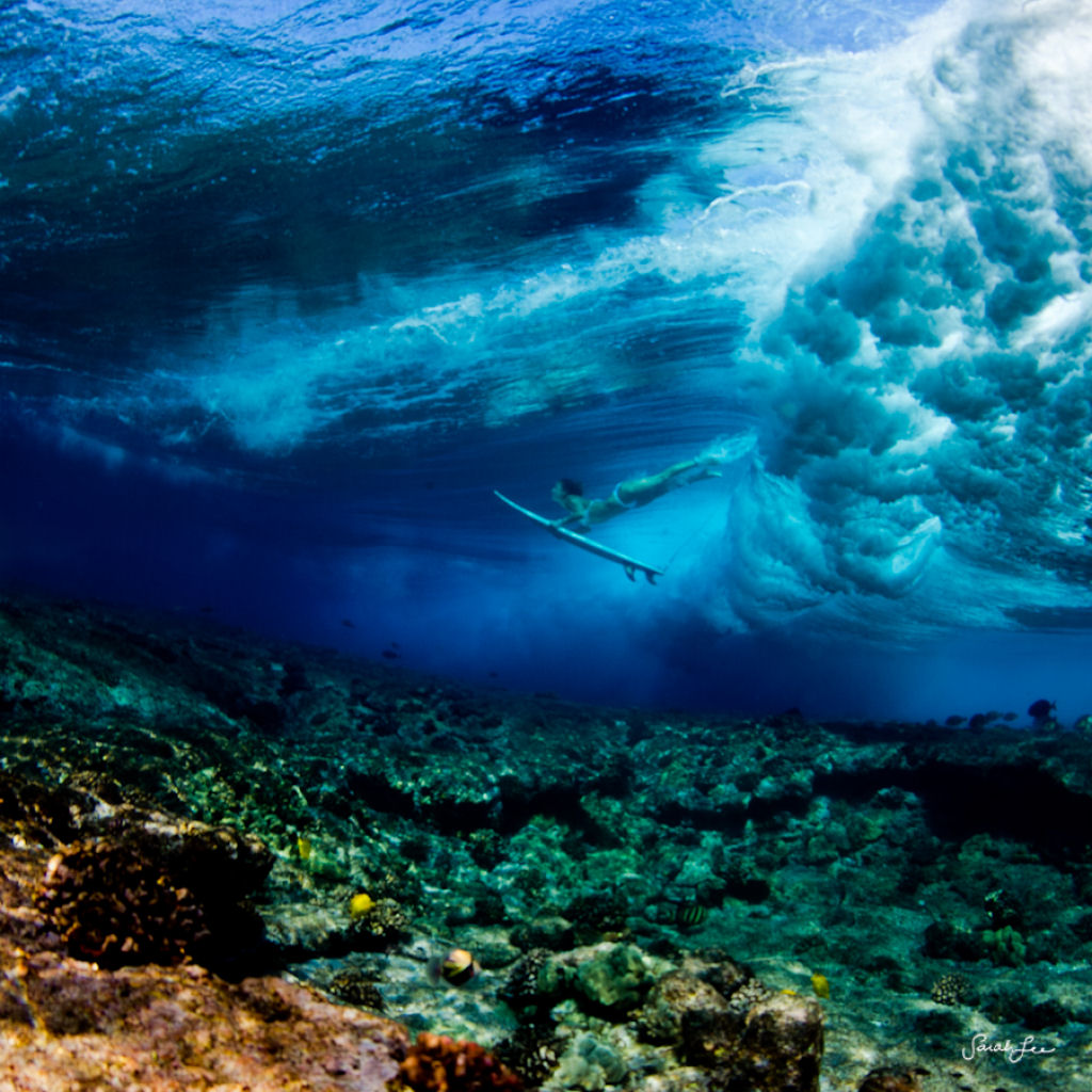 Épica fotografia subaquática por Sarah Lee 21