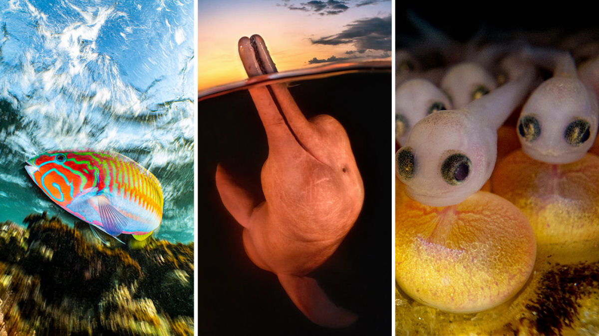 Concurso de Fotografia Subaqutica 2023 mergulha nas vidas impressionantes das criaturas aquticas 01