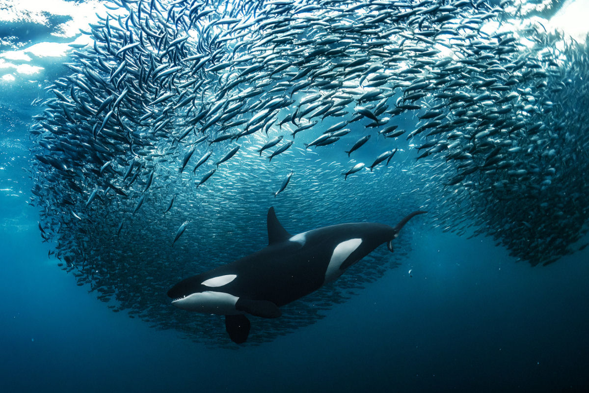 Concurso de Fotografia Subaqutica 2023 mergulha nas vidas impressionantes das criaturas aquticas 03