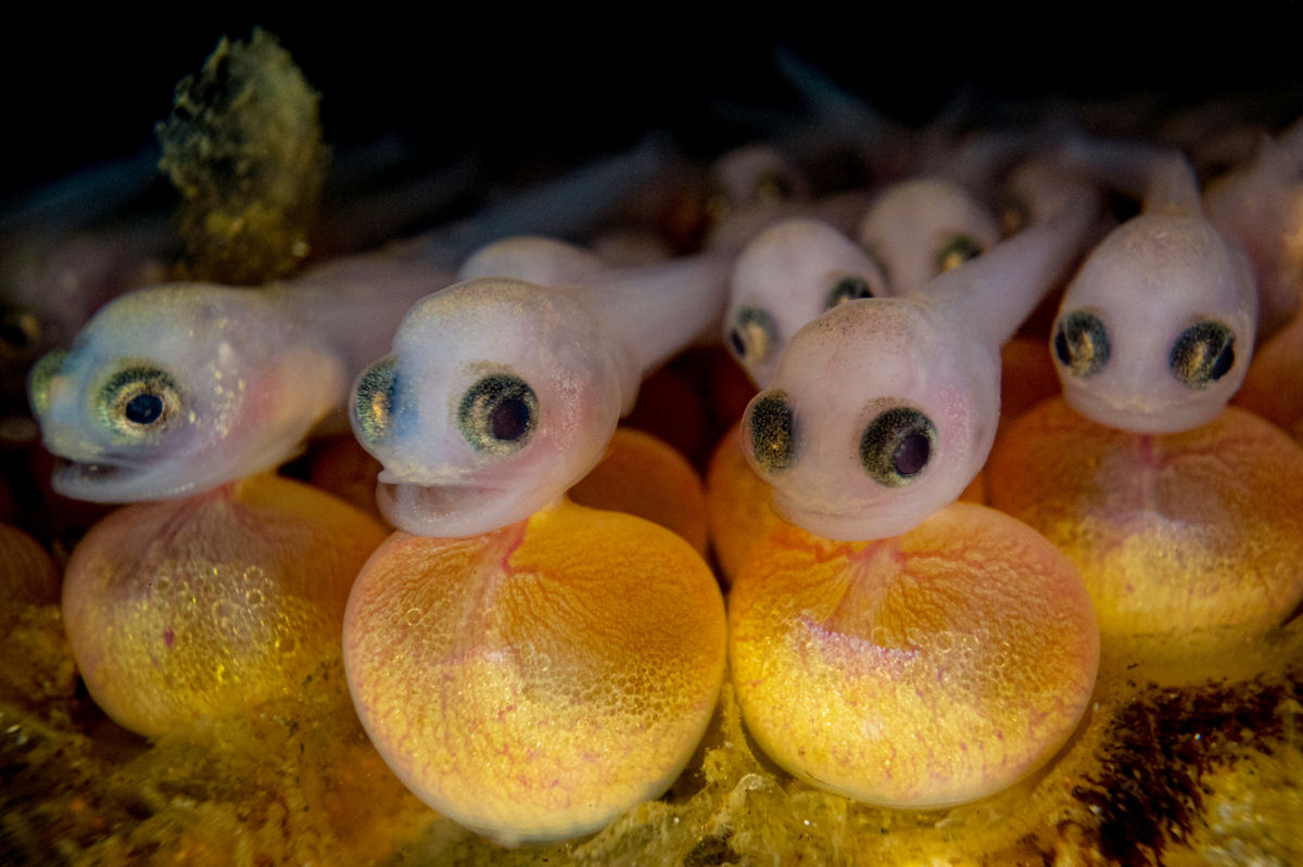 Concurso de Fotografia Subaqutica 2023 mergulha nas vidas impressionantes das criaturas aquticas 04