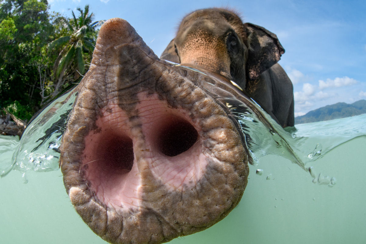 Concurso de Fotografia Subaqutica 2023 mergulha nas vidas impressionantes das criaturas aquticas 06