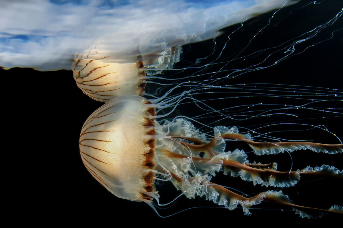 Concurso de Fotografia Subaqutica 2023 mergulha nas vidas impressionantes das criaturas aquticas 08