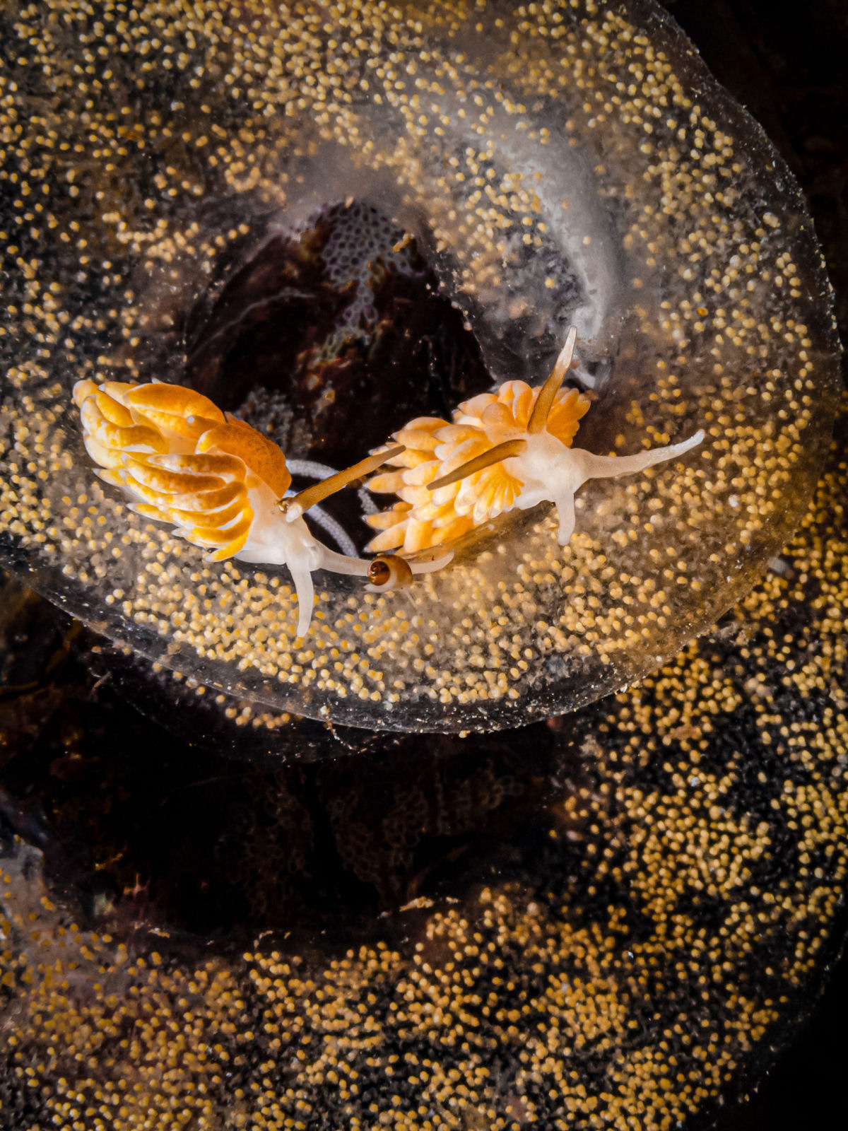 Concurso de Fotografia Subaqutica 2023 mergulha nas vidas impressionantes das criaturas aquticas 09