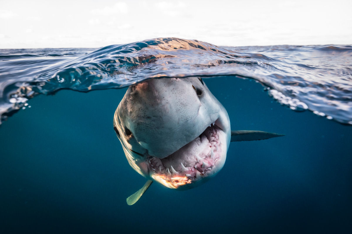 Concurso de Fotografia Subaqutica 2023 mergulha nas vidas impressionantes das criaturas aquticas 10