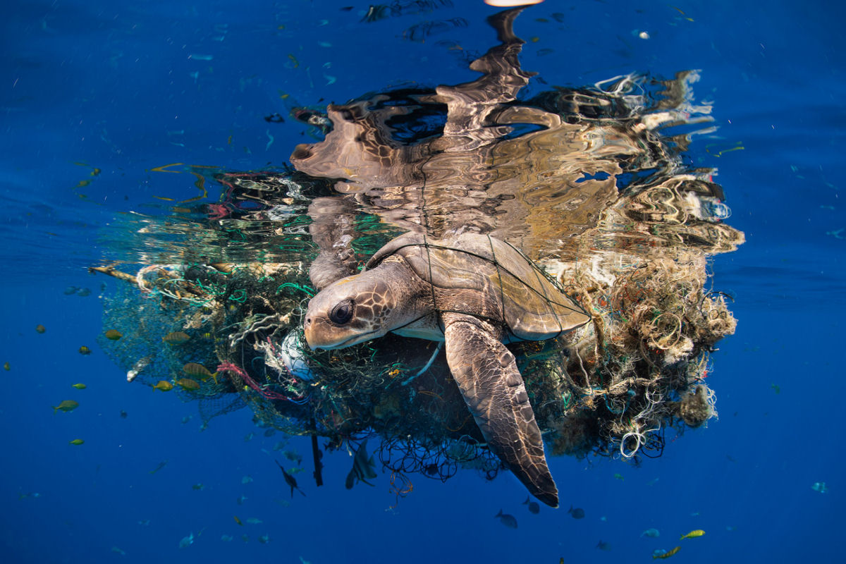Concurso de Fotografia Subaqutica 2023 mergulha nas vidas impressionantes das criaturas aquticas 11