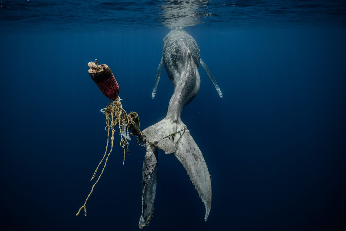 Concurso de Fotografia Subaqutica 2023 mergulha nas vidas impressionantes das criaturas aquticas 12