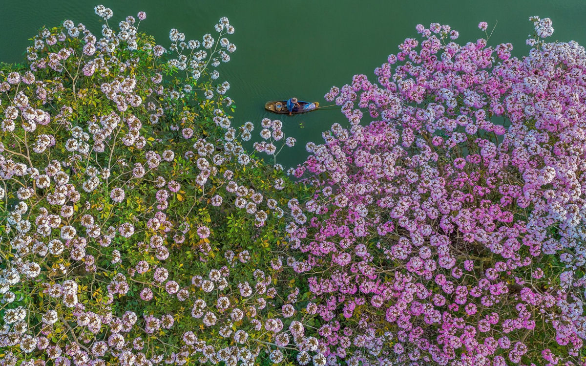 Fotos de drone deslumbrantes mostram as colheitas anuais nos campos do Vietnã 03