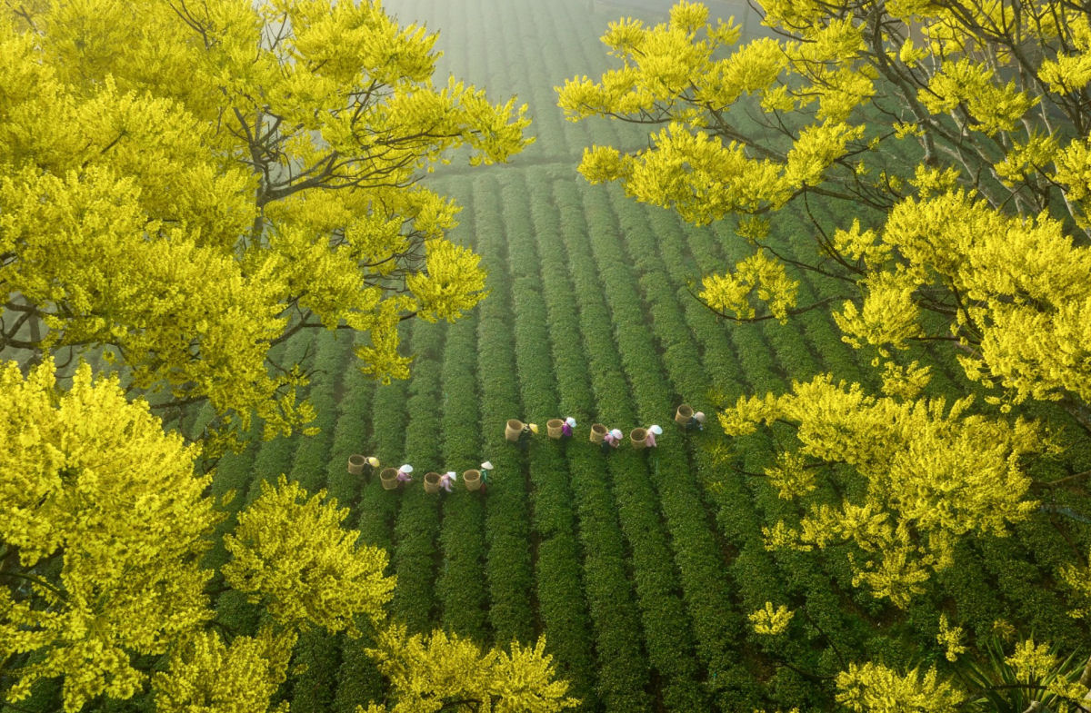 Fotos de drone deslumbrantes mostram as colheitas anuais nos campos do Vietnã 05