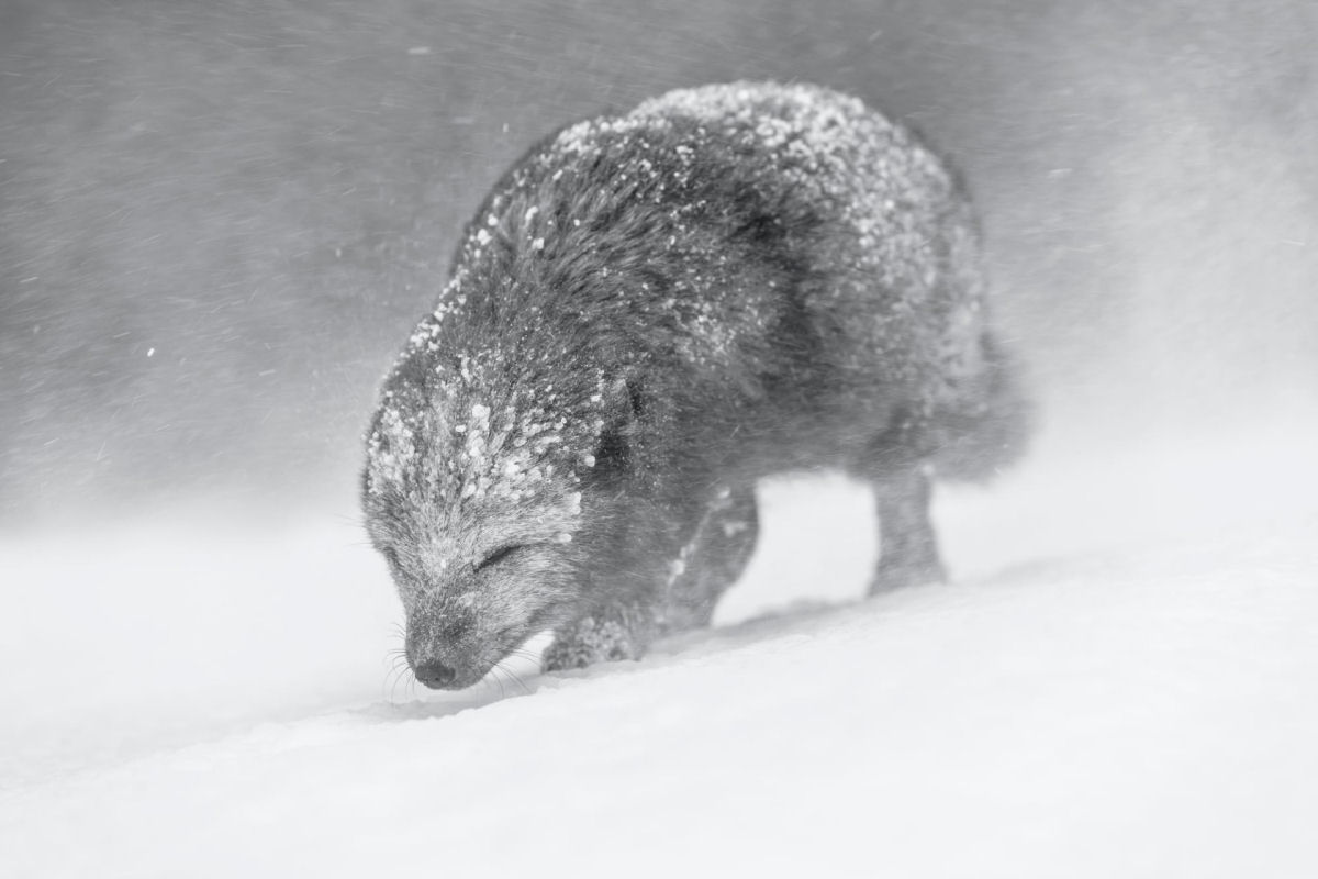 Prêmios Mundiais de Fotografia da Natureza revelam momentos espetaculares da vida selvagem 02