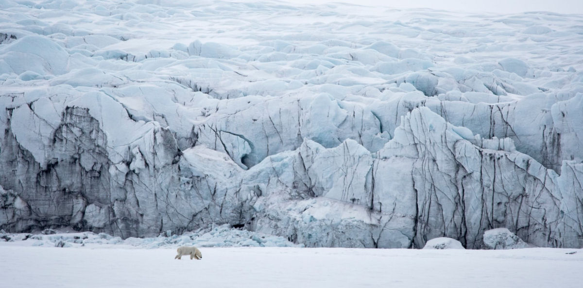 Prêmios Mundiais de Fotografia da Natureza revelam momentos espetaculares da vida selvagem 07