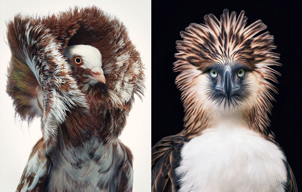 Fotógrafo londrino destaca pássaros incomuns e ameaçados de extinção em retratos impressionantes 00