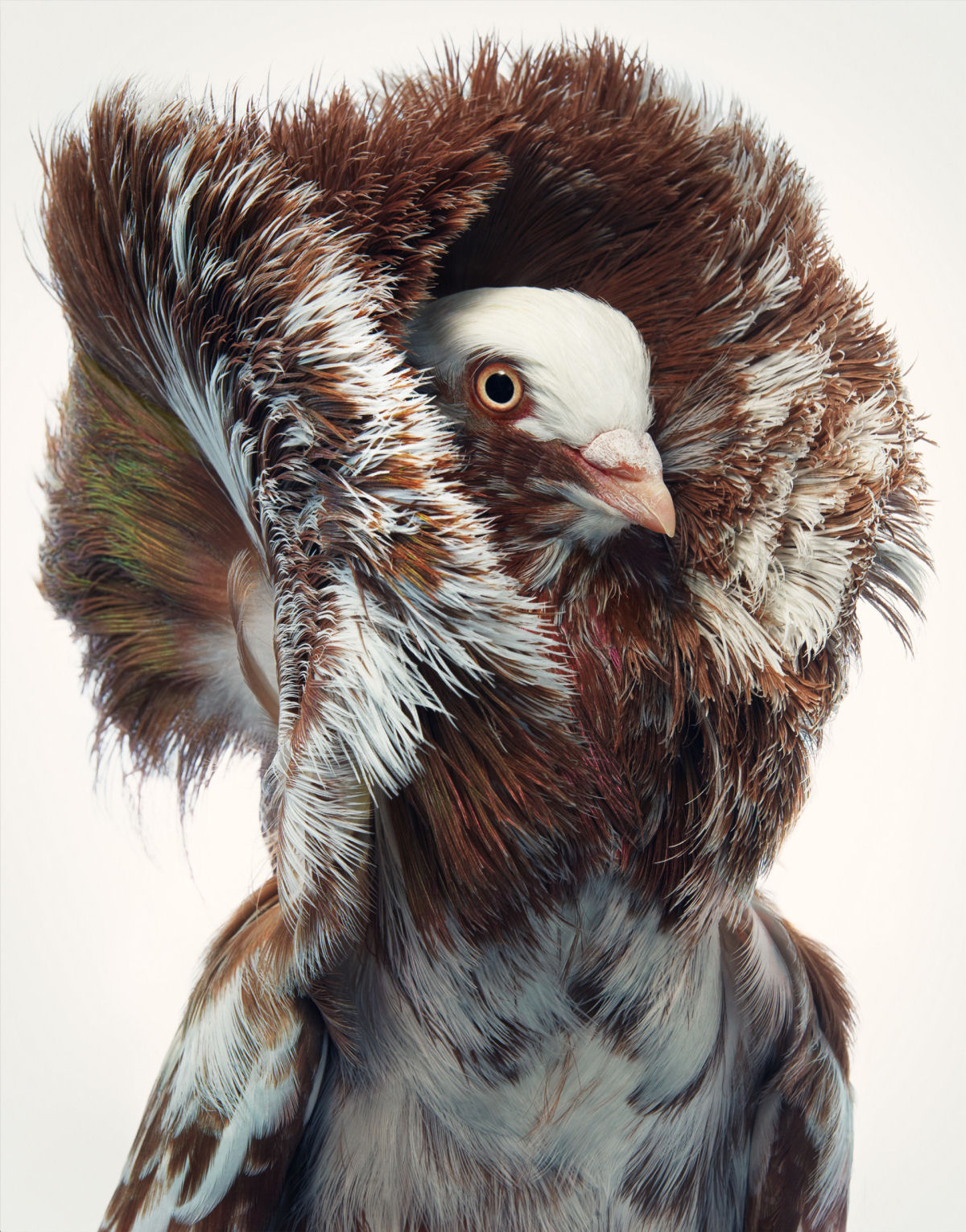 Fotógrafo londrino destaca pássaros incomuns e ameaçados de extinção em retratos impressionantes 01