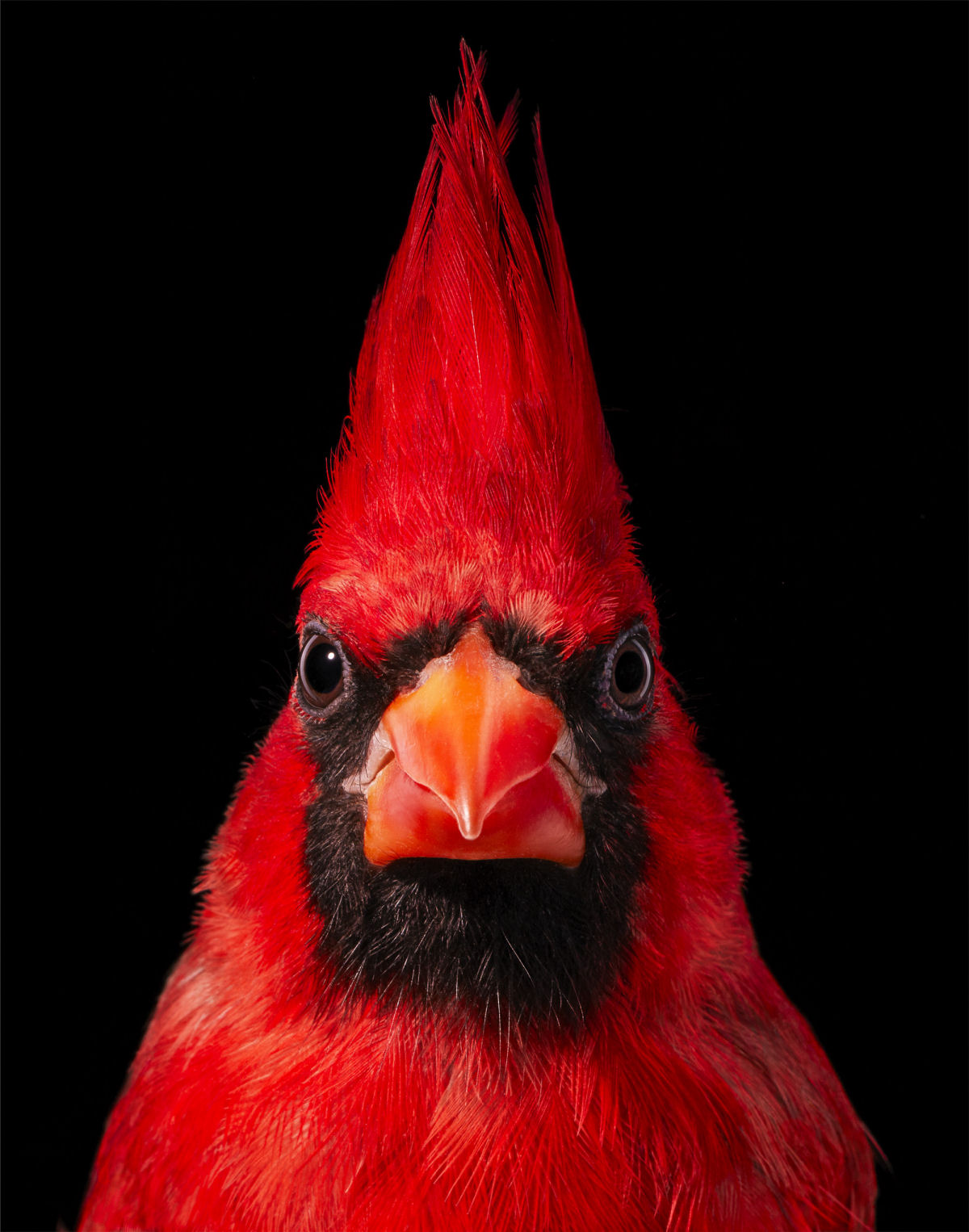 Fotógrafo londrino destaca pássaros incomuns e ameaçados de extinção em retratos impressionantes 03