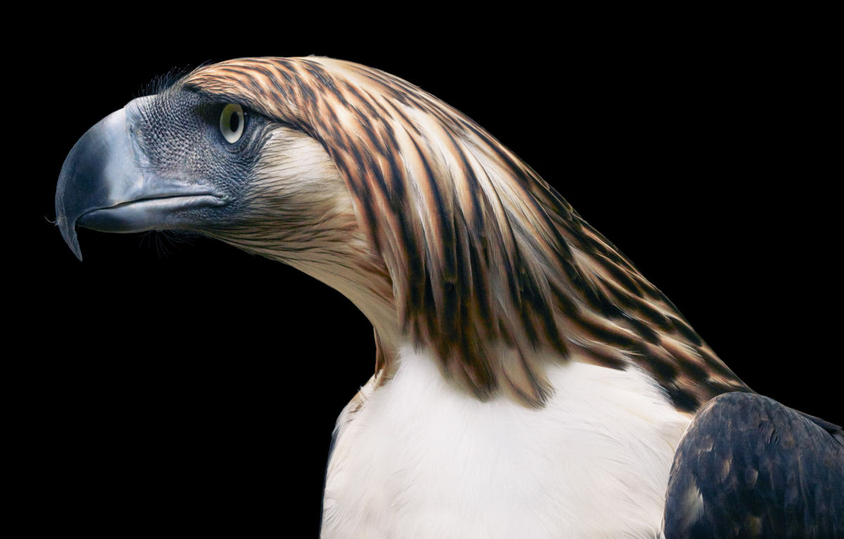 Fotógrafo londrino destaca pássaros incomuns e ameaçados de extinção em retratos impressionantes 04