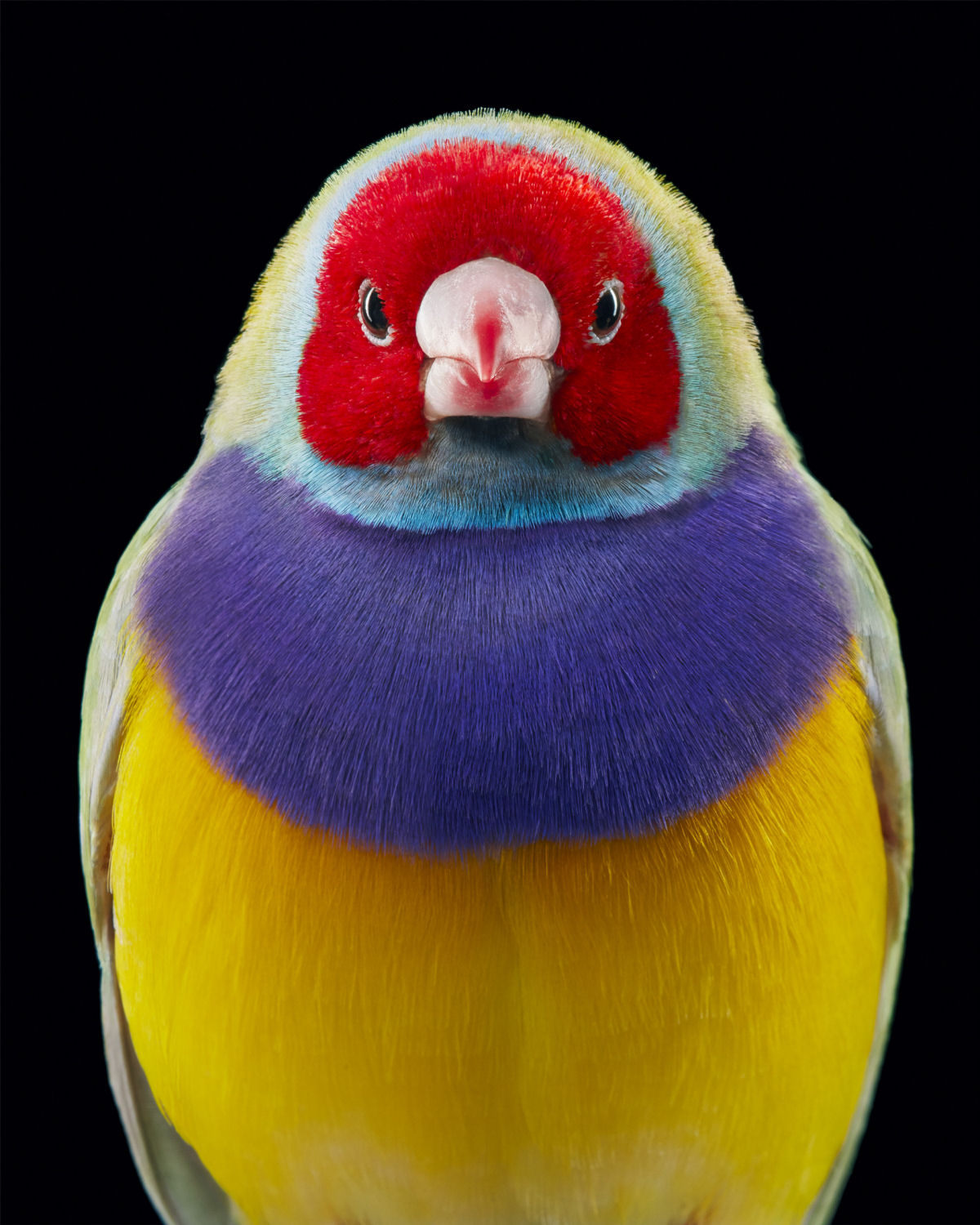 Fotógrafo londrino destaca pássaros incomuns e ameaçados de extinção em retratos impressionantes 05