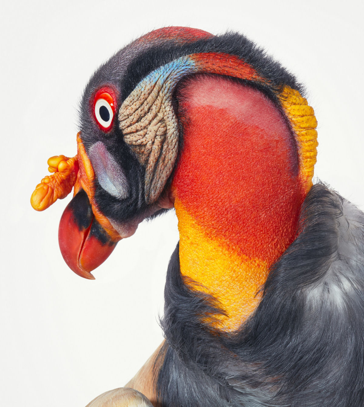 Fotógrafo londrino destaca pássaros incomuns e ameaçados de extinção em retratos impressionantes 07