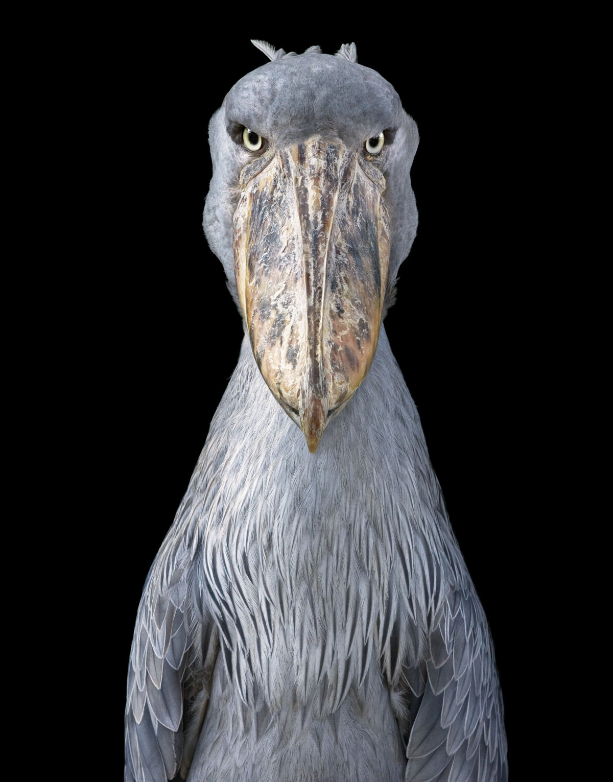 Fotógrafo londrino destaca pássaros incomuns e ameaçados de extinção em retratos impressionantes 08
