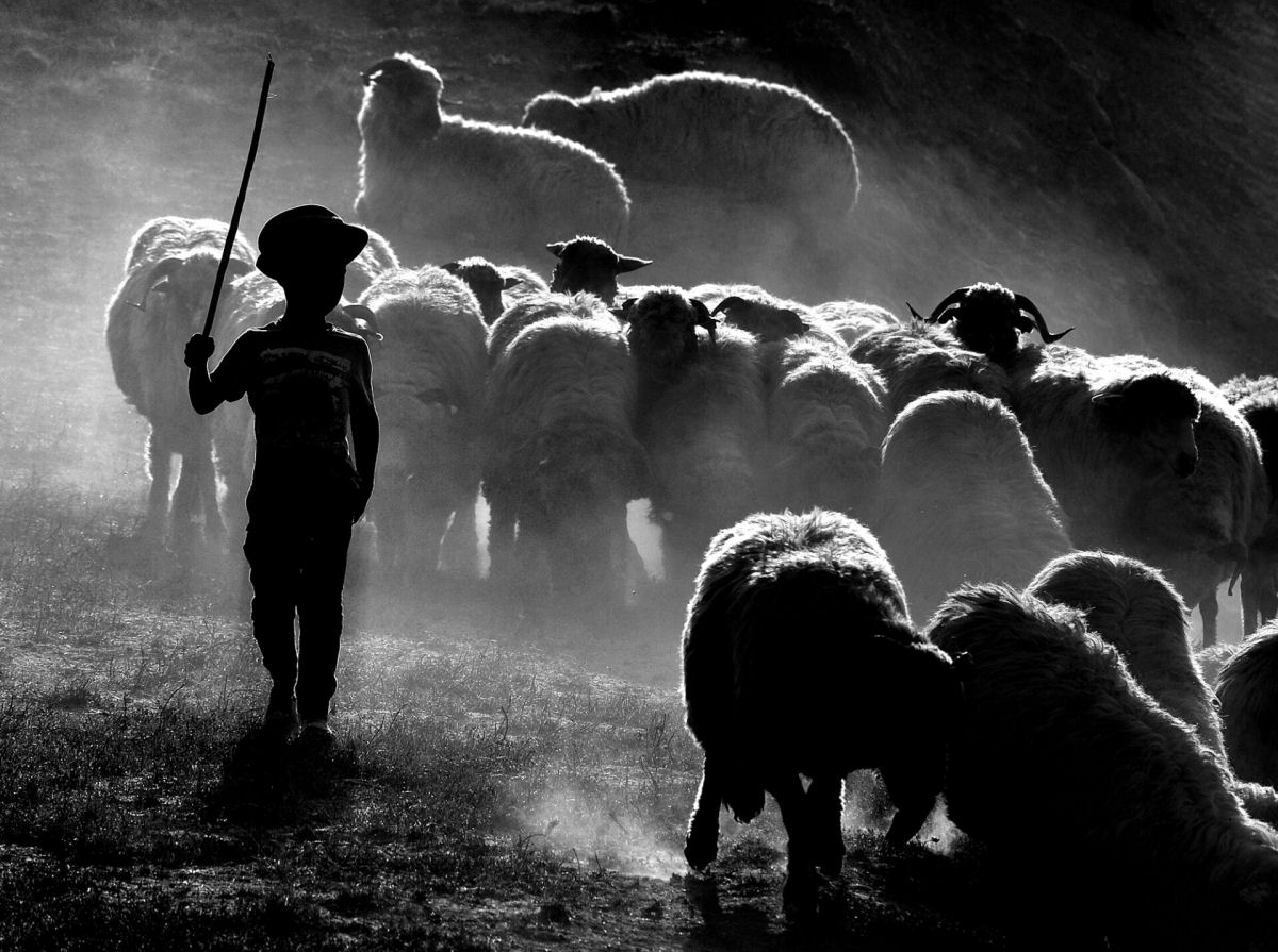 Retratos em P&B mostram os fortes laços entre pastores da Transilvânia e seus rebanhos 07