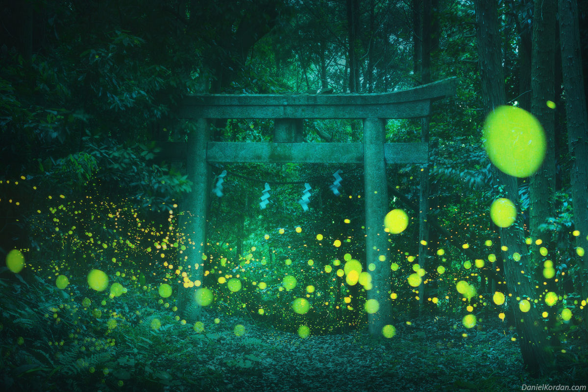 Série de fotos magnífica destaca o brilho da temporada de acasalamento de pirilampos no Japão 02