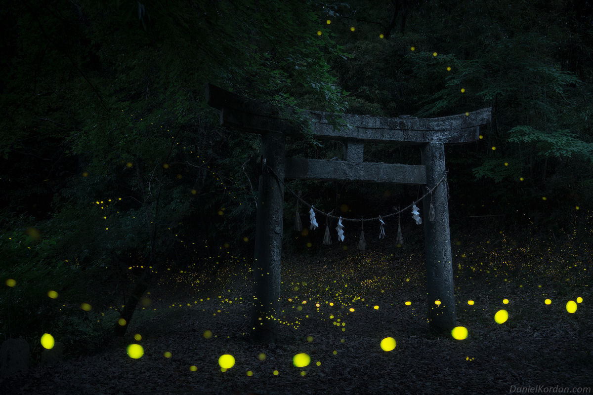 Série de fotos magnífica destaca o brilho da temporada de acasalamento de pirilampos no Japão 03