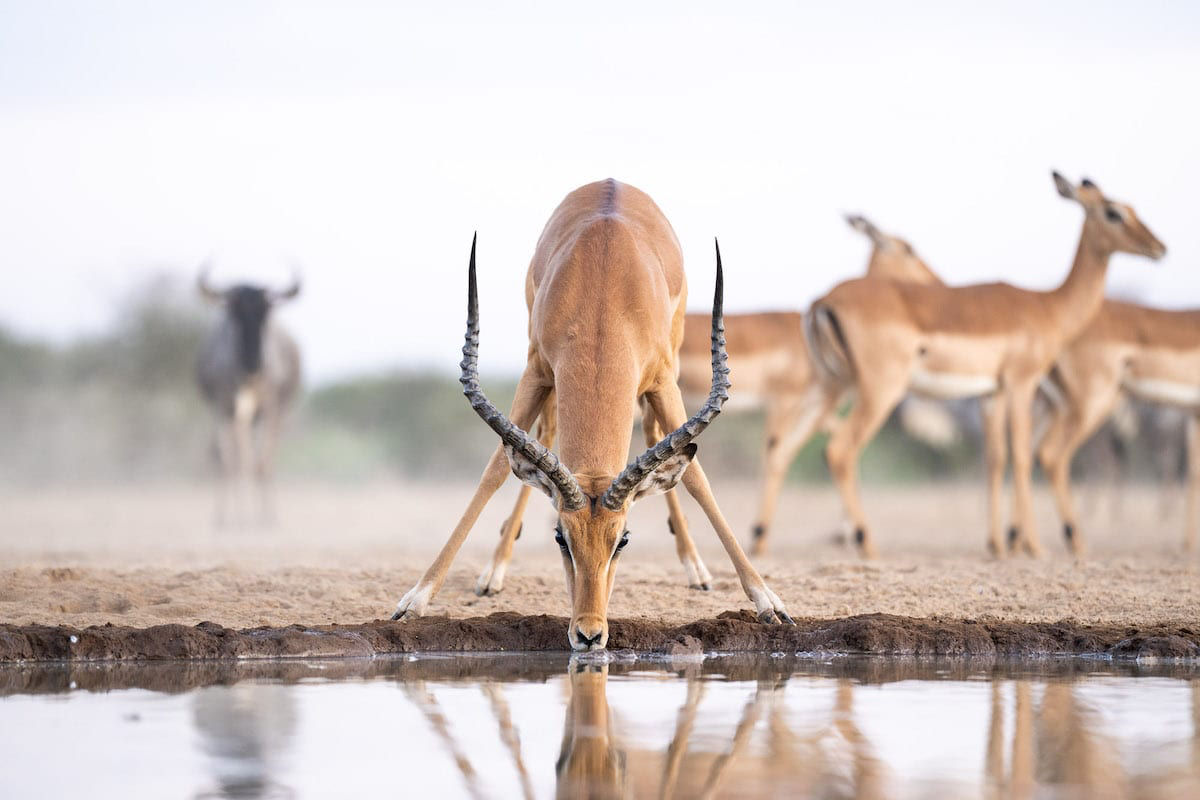 Fotgrafo ajuda a construir poo para capturar fotos incrveis da vida selvagem africana